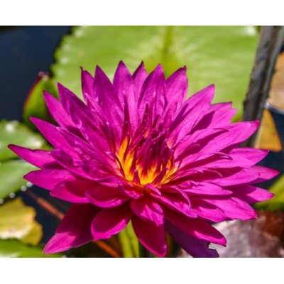 N. BULLS EYE (em vaso 15cm)